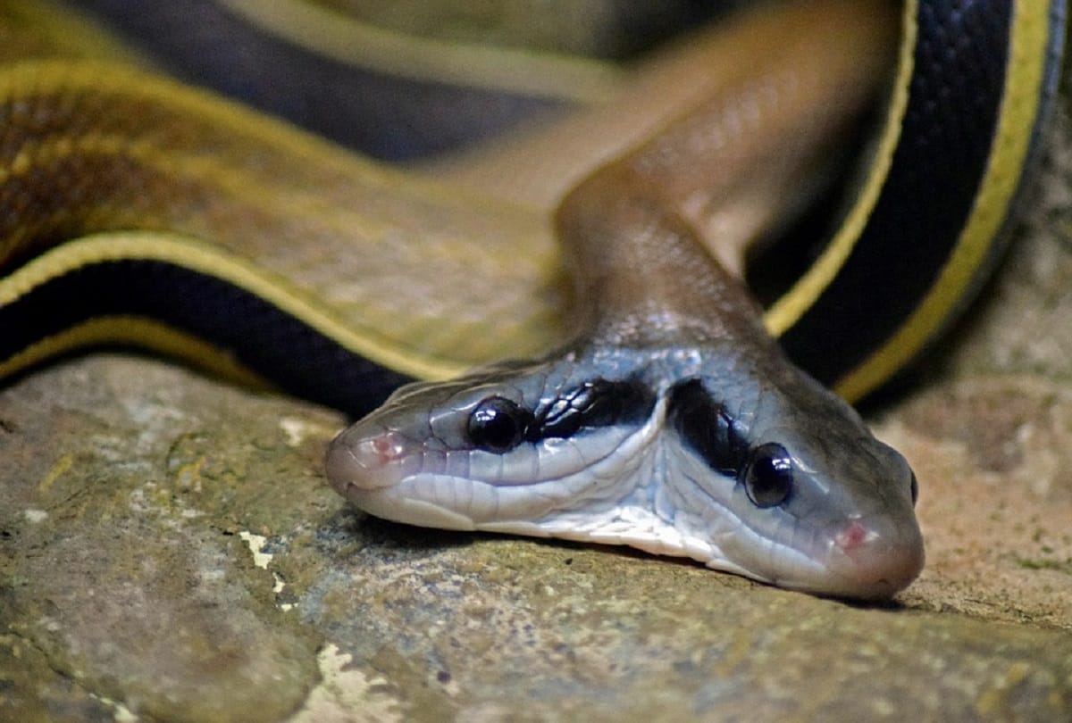 chinese farmer catch two headed snake