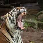 बंगाल टाइगर (प्रतीकात्मक तस्वीर)