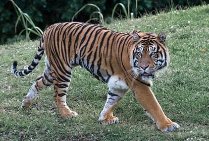 Odisha: Royal Bengal Tiger kills villager in Sunabeda Wildlife Sanctuary