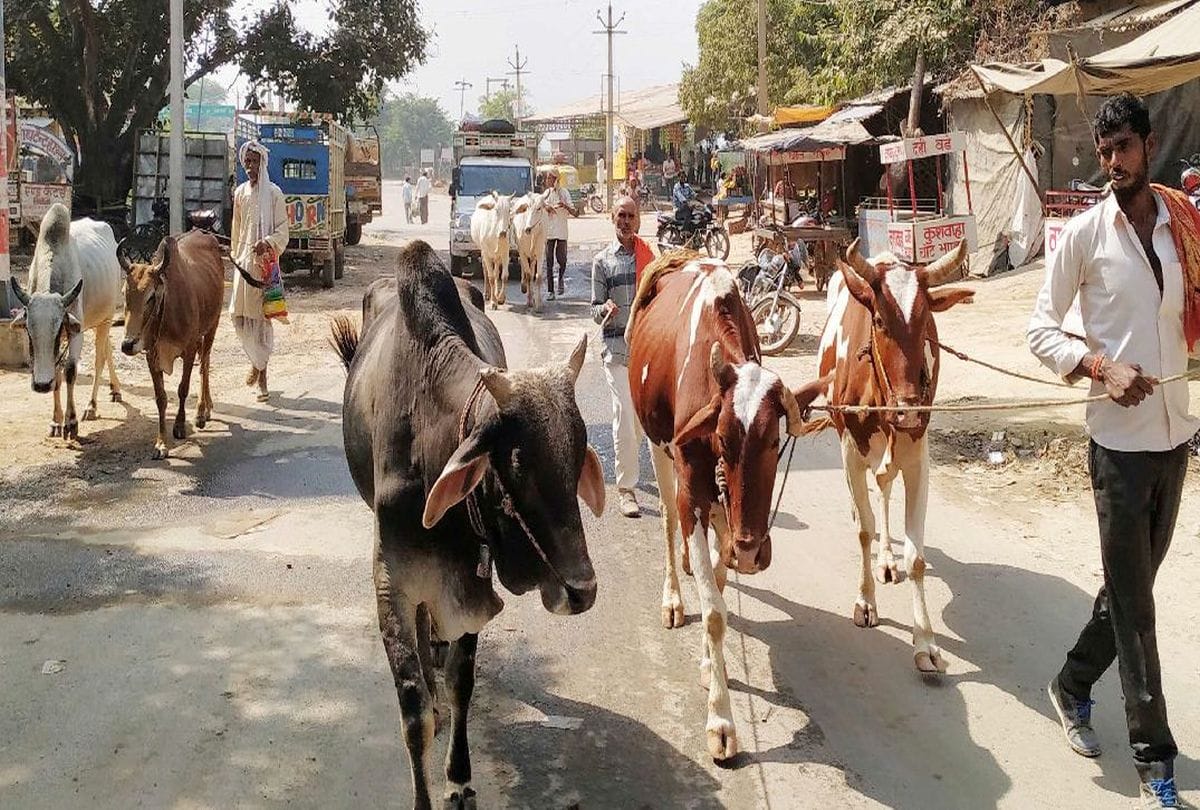UP News agra Bulls not sold at Bateshwar Mela