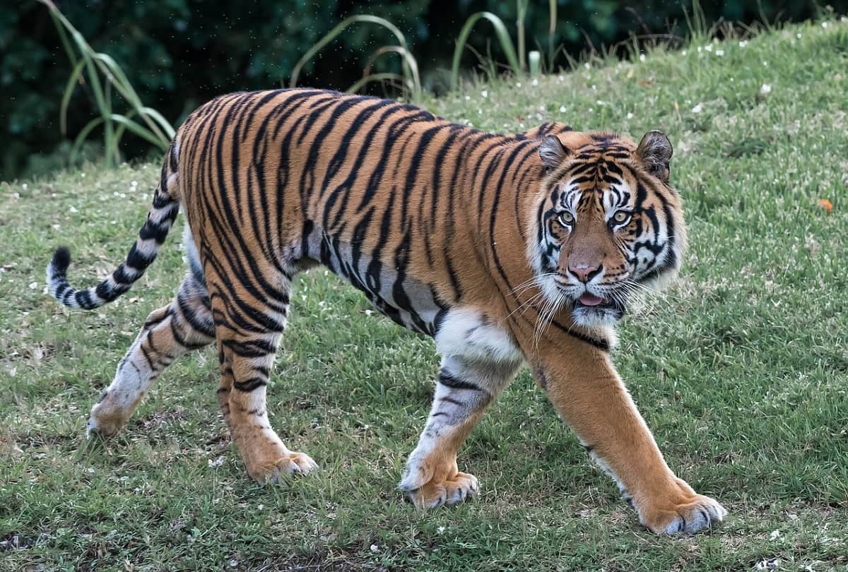Bengal Tiger who cracked her tooth chewing on toys is fitted with a golden teeth in Germany