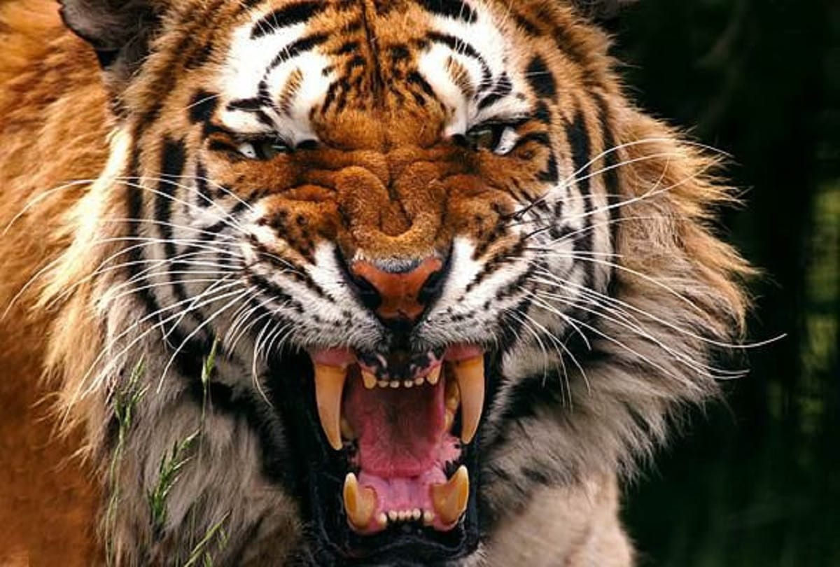 A tiger attacked on a forest employee in Bahraich.