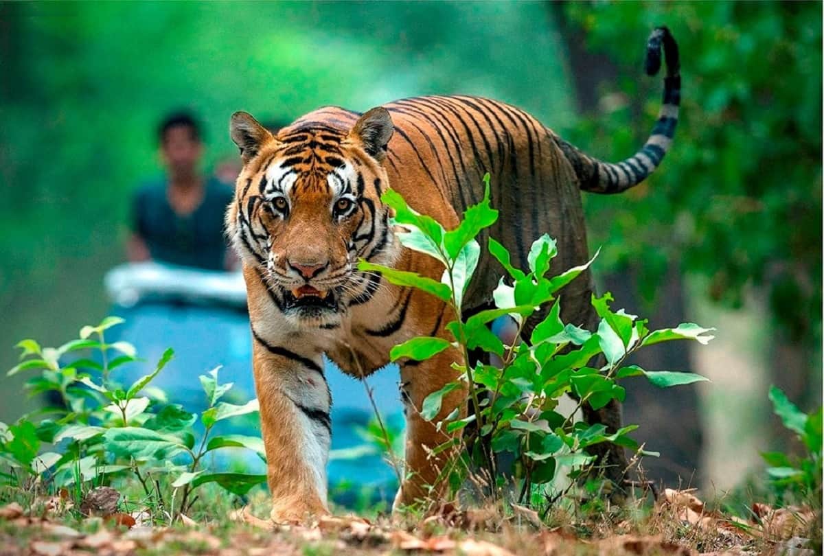 Bengal Tiger who cracked her tooth chewing on toys is fitted with a golden teeth in Germany