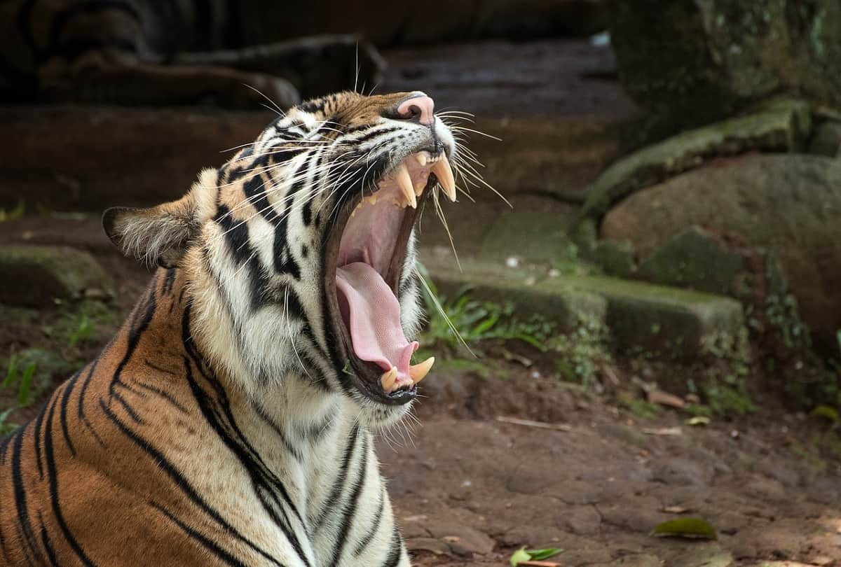Bengal Tiger who cracked her tooth chewing on toys is fitted with a golden teeth in Germany