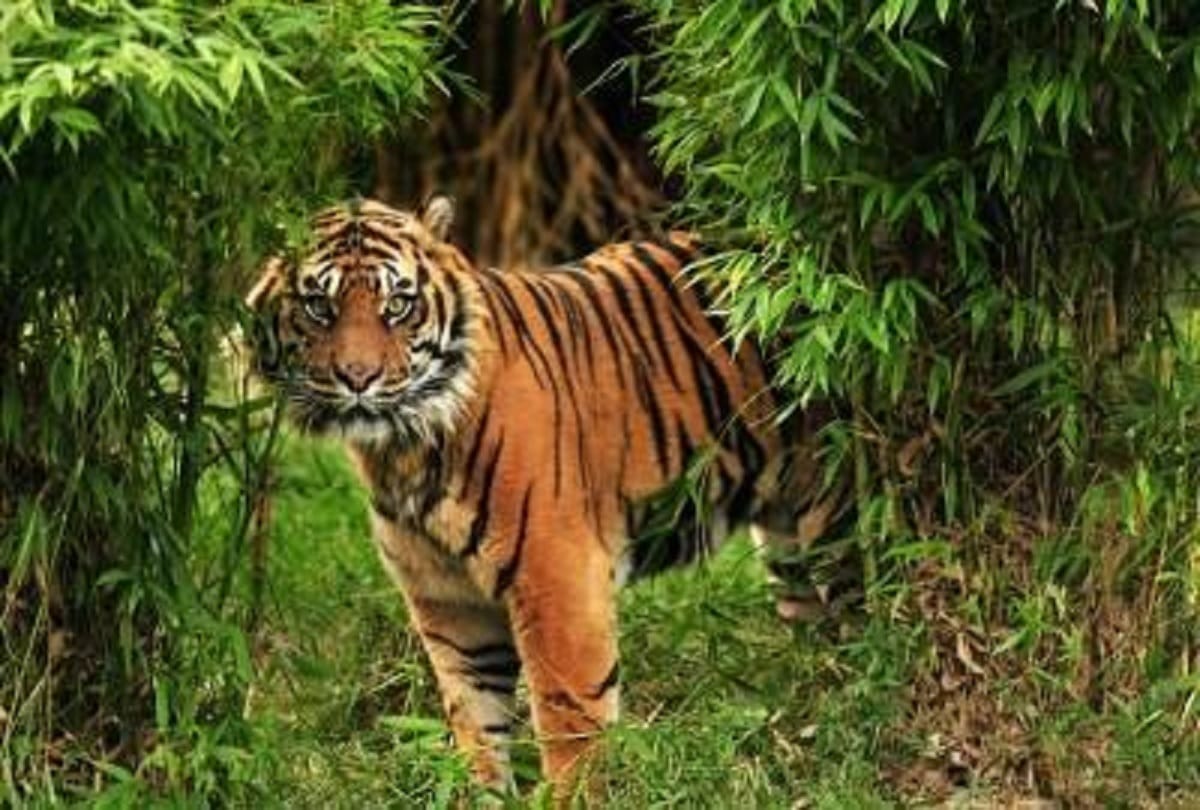 Tiger reserves increased 20 percent in four years