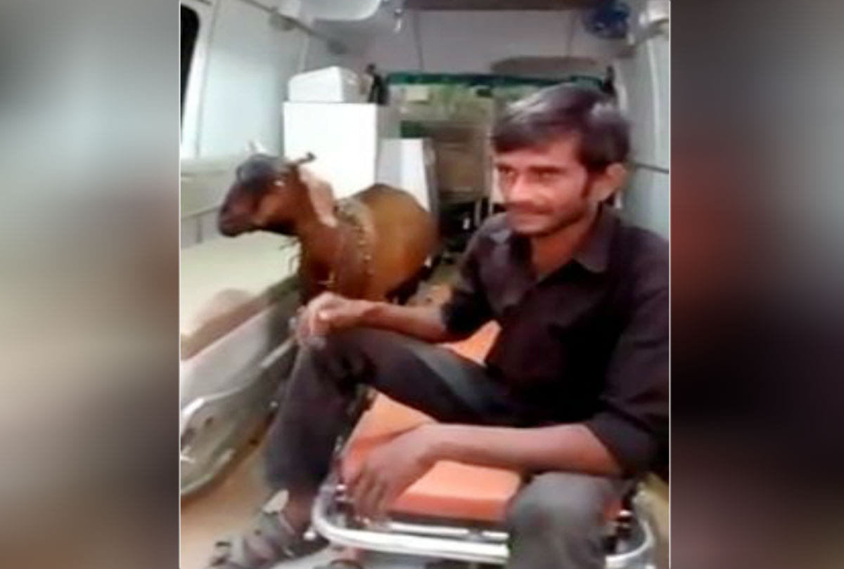 man calls 108 ambulance service for injured goat in kasganj