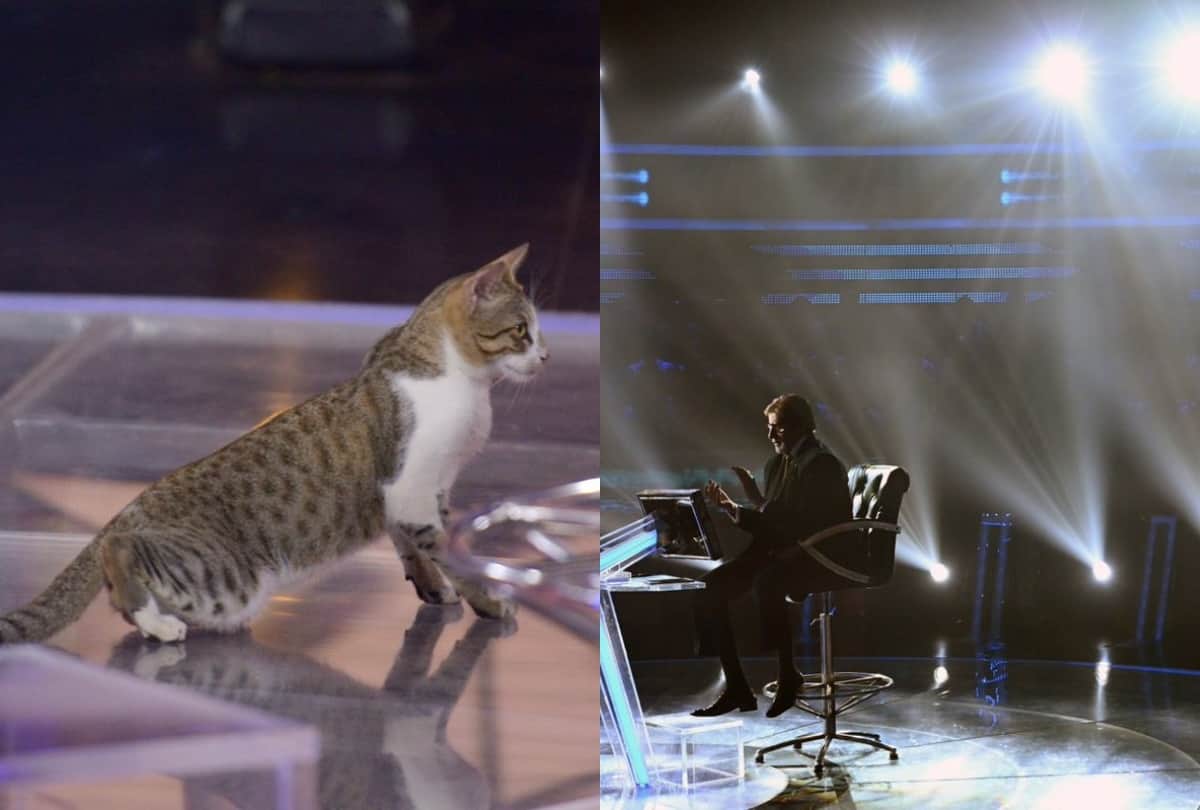 KBC 11 cat reach Kaun Banega Crorepati set Amitabh Bachchan shared photo
