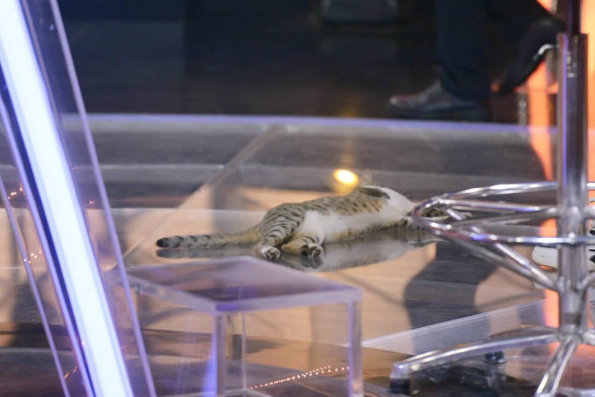 KBC 11 cat reach Kaun Banega Crorepati set Amitabh Bachchan shared photo