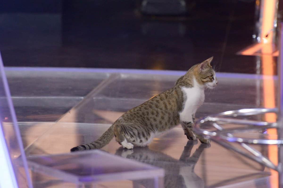 KBC 11 cat reach Kaun Banega Crorepati set Amitabh Bachchan shared photo