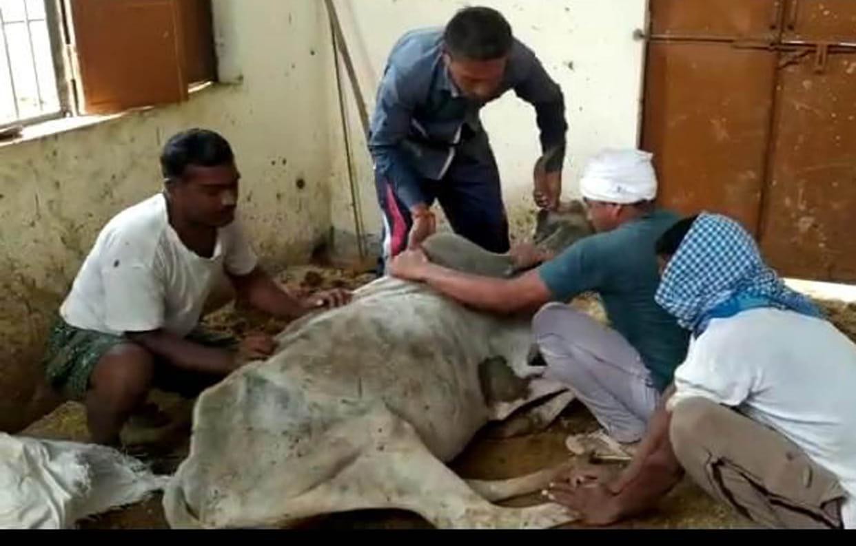 Three cows and dead at Atra Animal Shelter Center