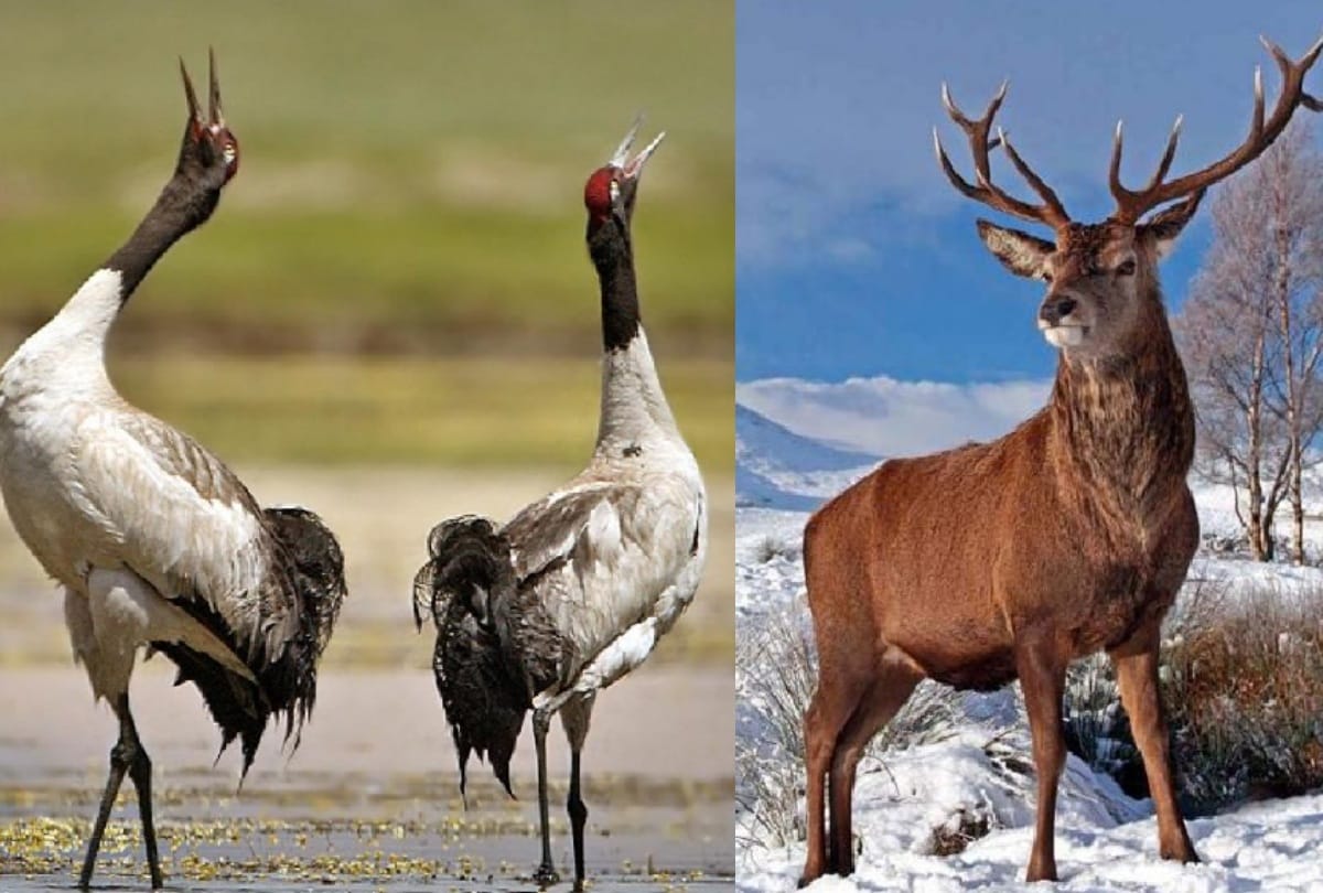 Jammu-Kashmir: The state could not get the state bird for two years, Ladakh has declared state animals and birds