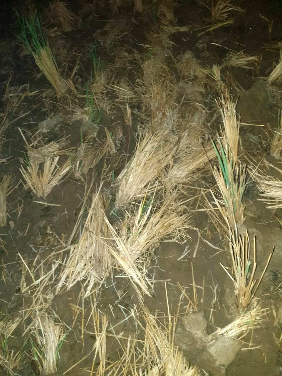 agriculture