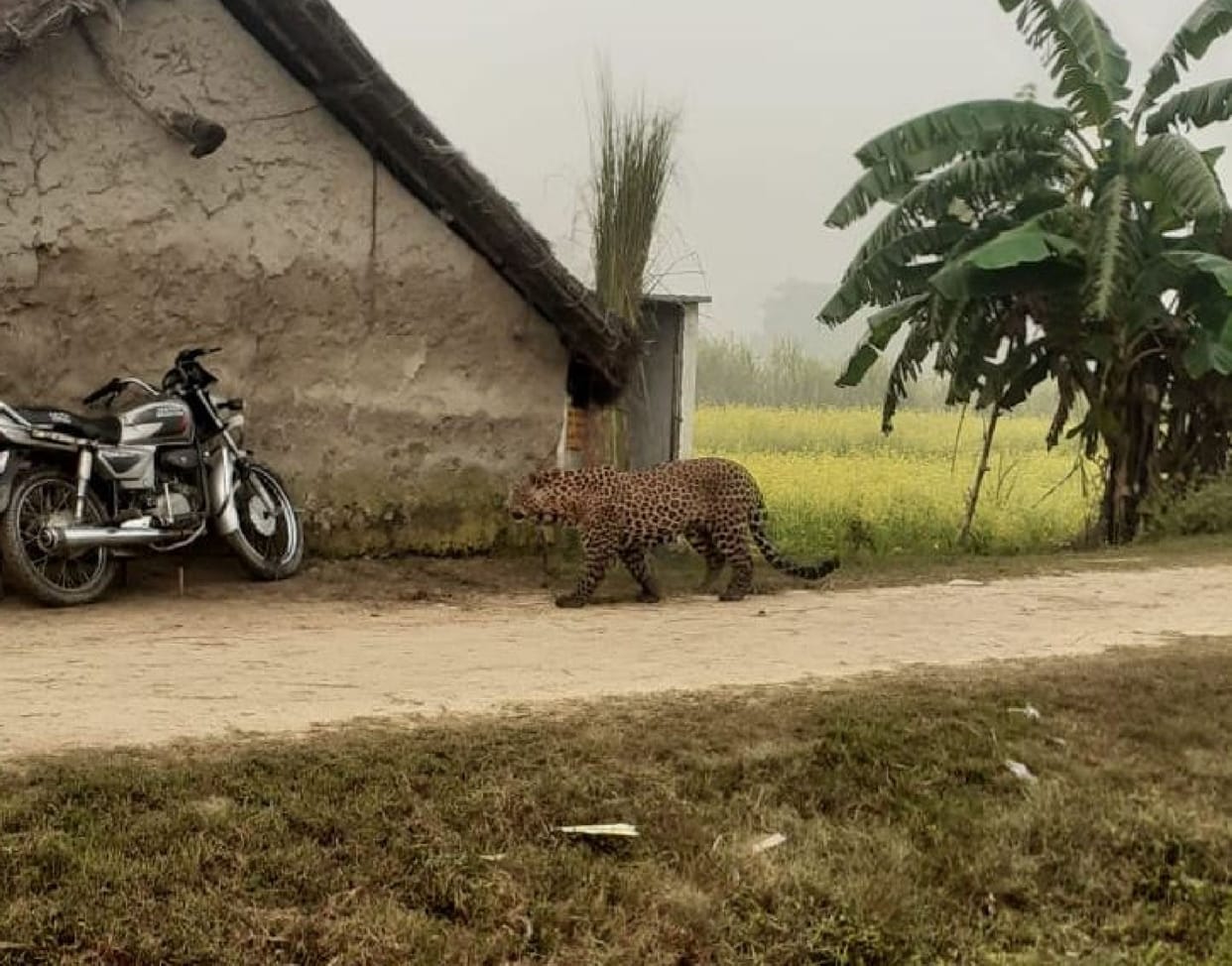 Leopard pairs camped in population