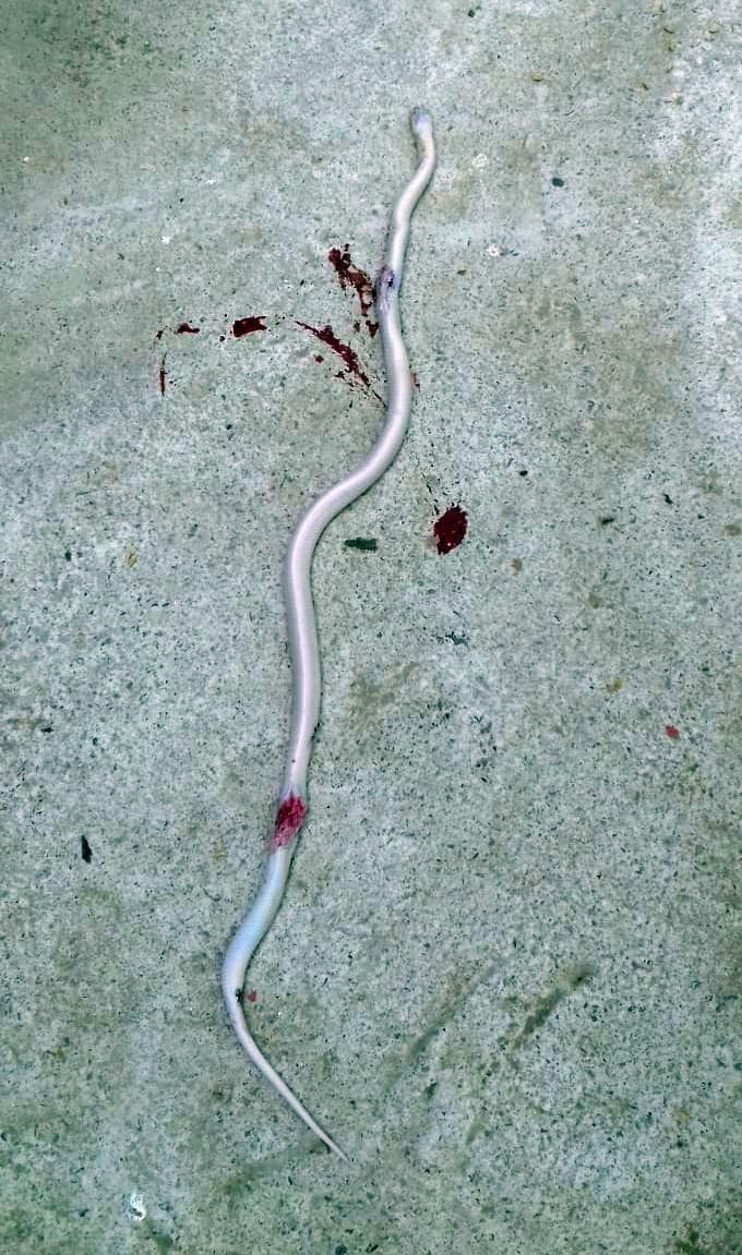 white snake