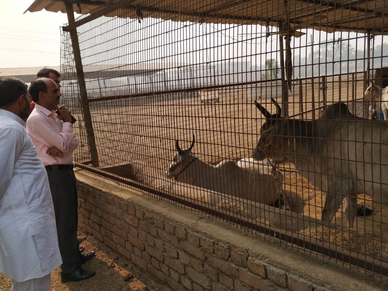 steering committee and cow devotees agitated over cattle plight in nandi shala