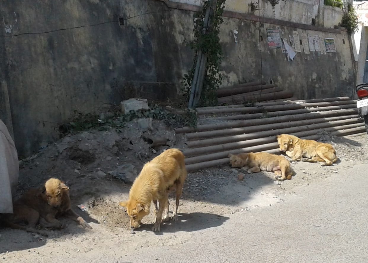Unclaimed dogs in the municipal area caused trouble