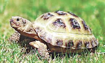 Tortoise smuggler caught by Malda Town Express