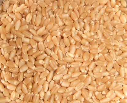 himachal Agriculture Department: Wheat will keep wheat away from heart diseases and diabetes.