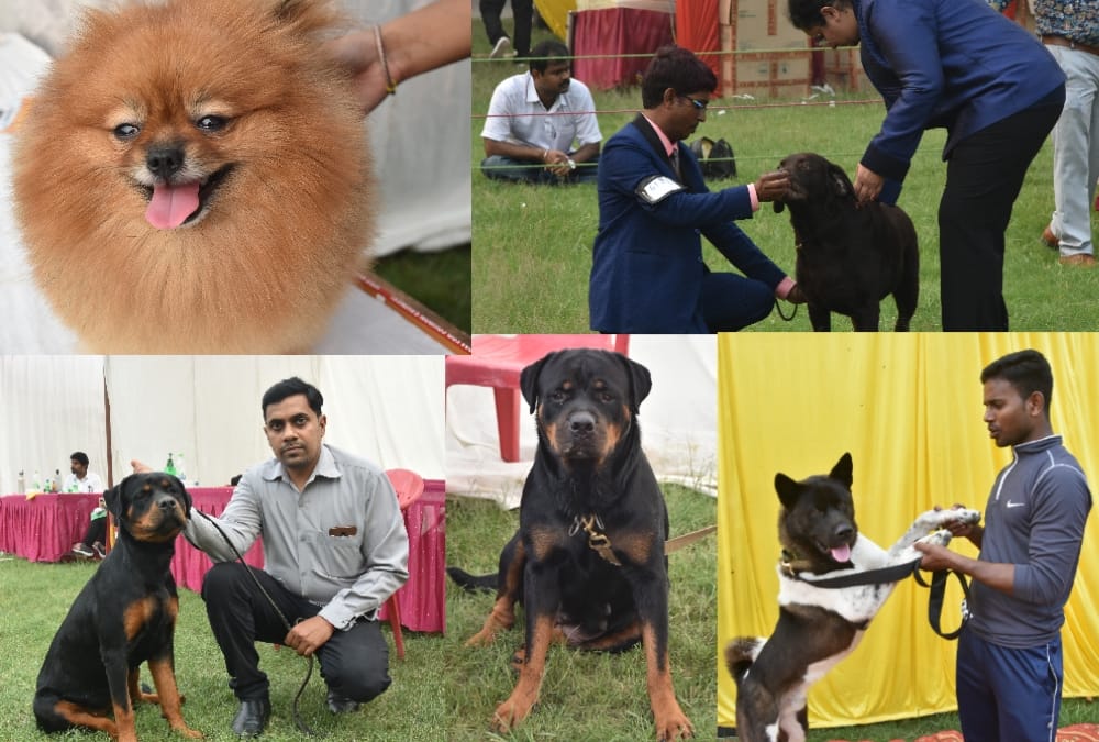 Rottweiler's Dread Look and Labrador's Innocence Wins Heart at dog show