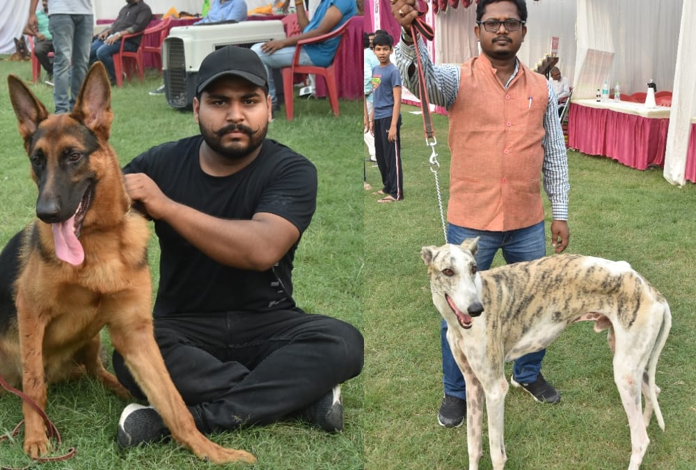 Rottweiler's Dread Look and Labrador's Innocence Wins Heart at dog show