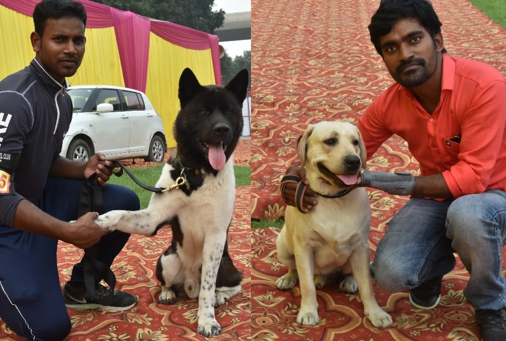 Rottweiler's Dread Look and Labrador's Innocence Wins Heart at dog show