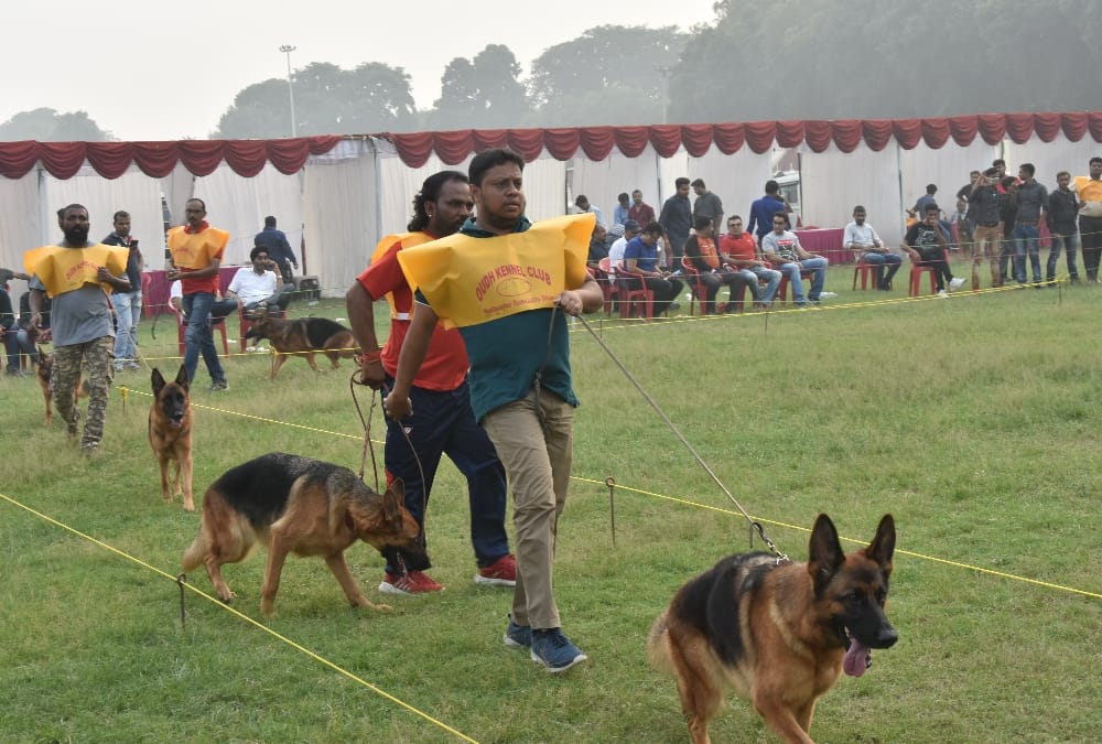 Rottweiler's Dread Look and Labrador's Innocence Wins Heart at dog show