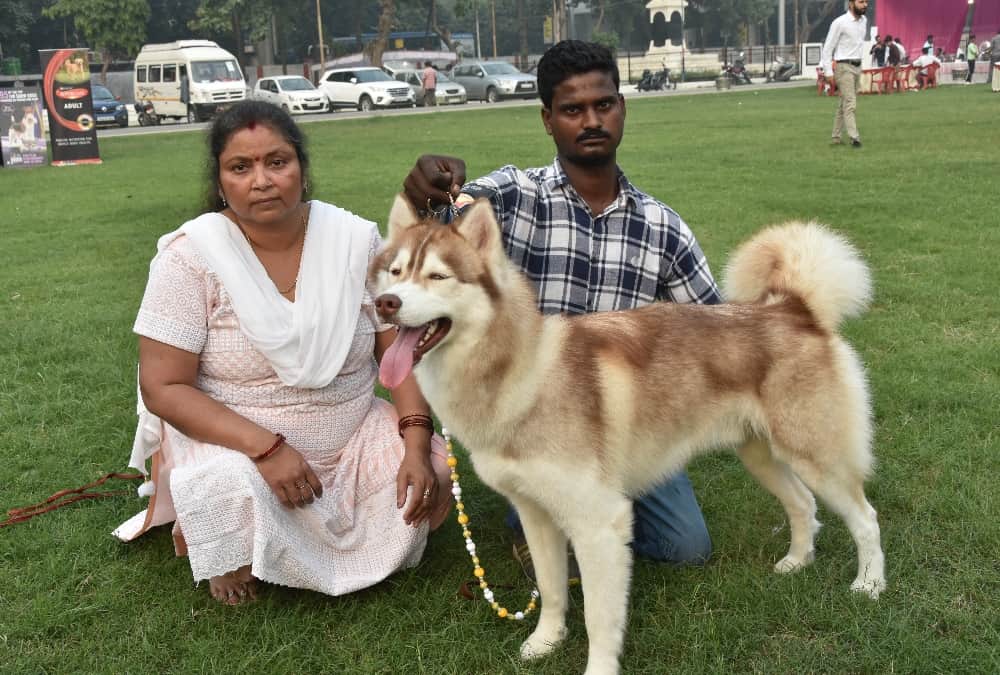 Rottweiler's Dread Look and Labrador's Innocence Wins Heart at dog show