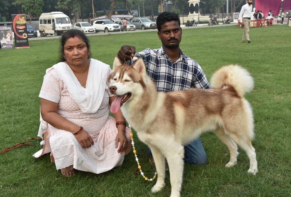 Rottweiler's Dread Look and Labrador's Innocence Wins Heart at dog show
