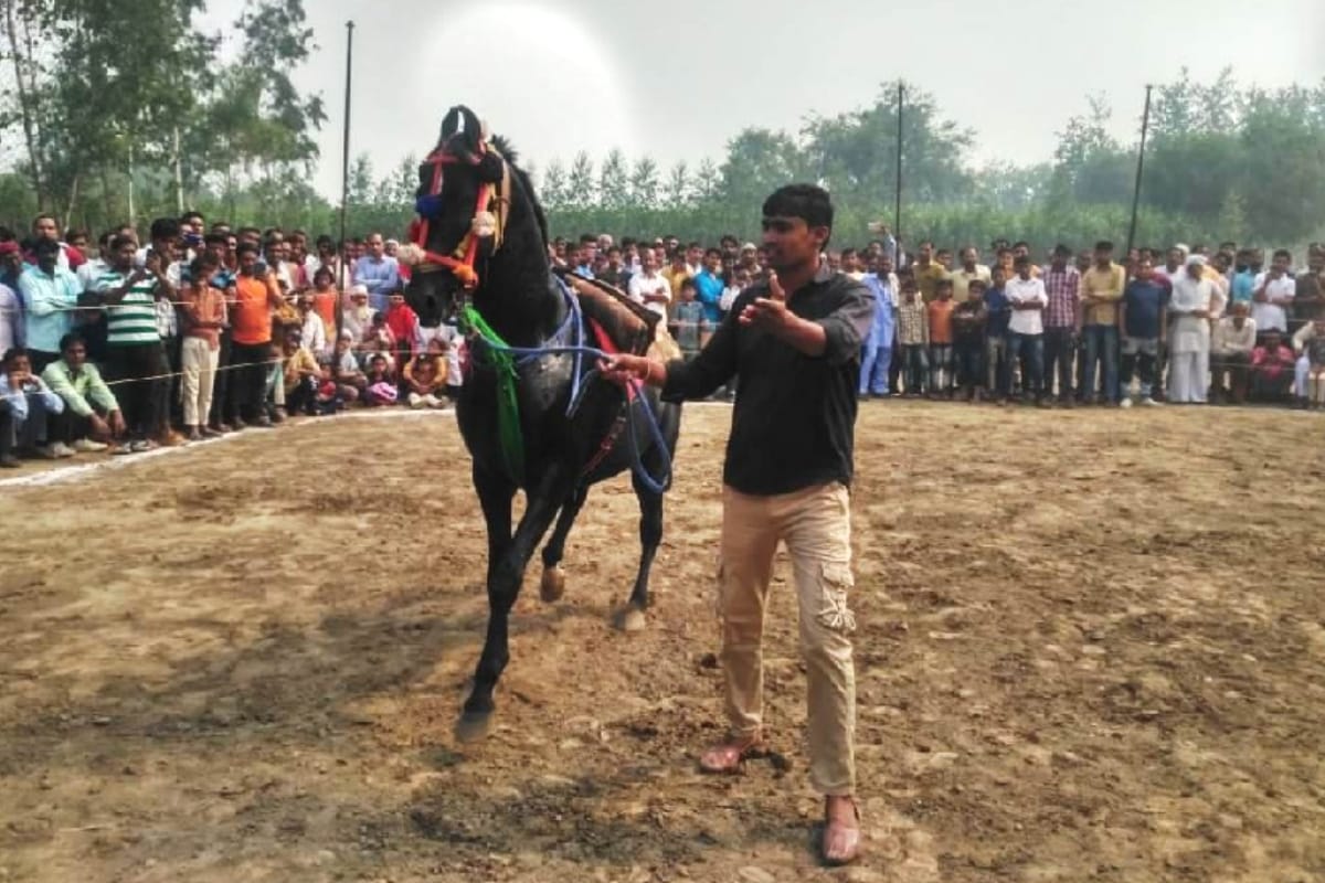 horse dance competition organised