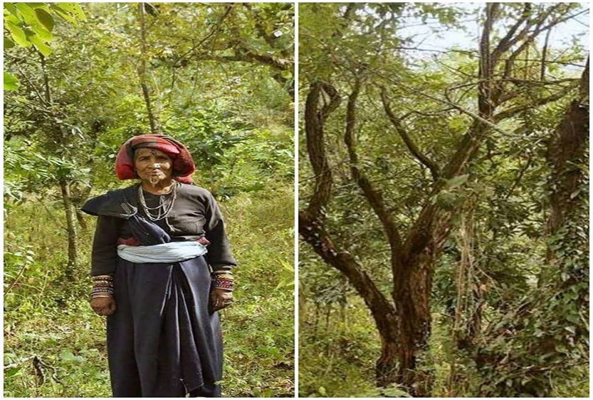 76 year old woman plants more than 500 trees in Uttarakhand