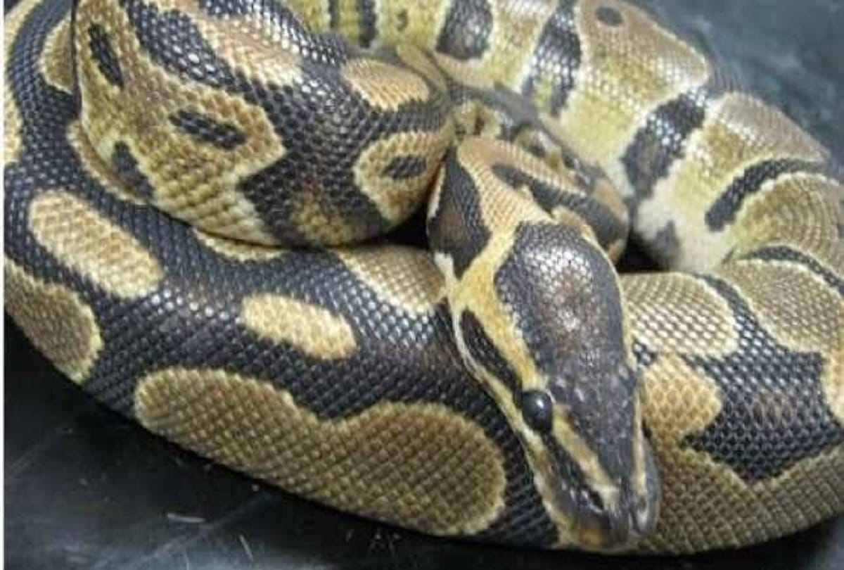 Woman found dead with python wrapped around her neck in Indiana