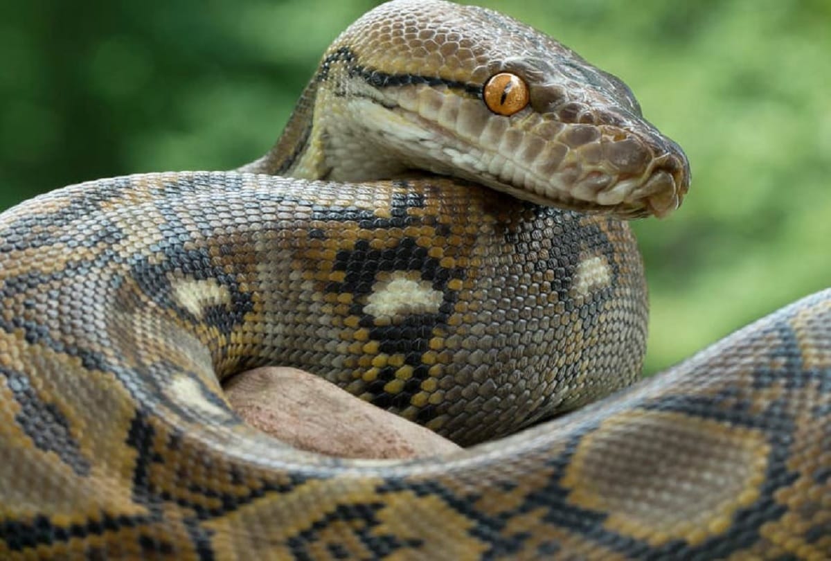 Woman found dead with python wrapped around her neck in Indiana