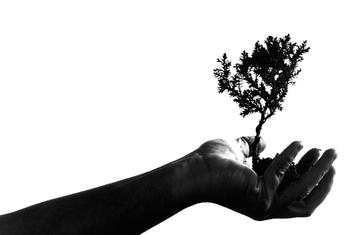 76 year old woman plants more than 500 trees in Uttarakhand