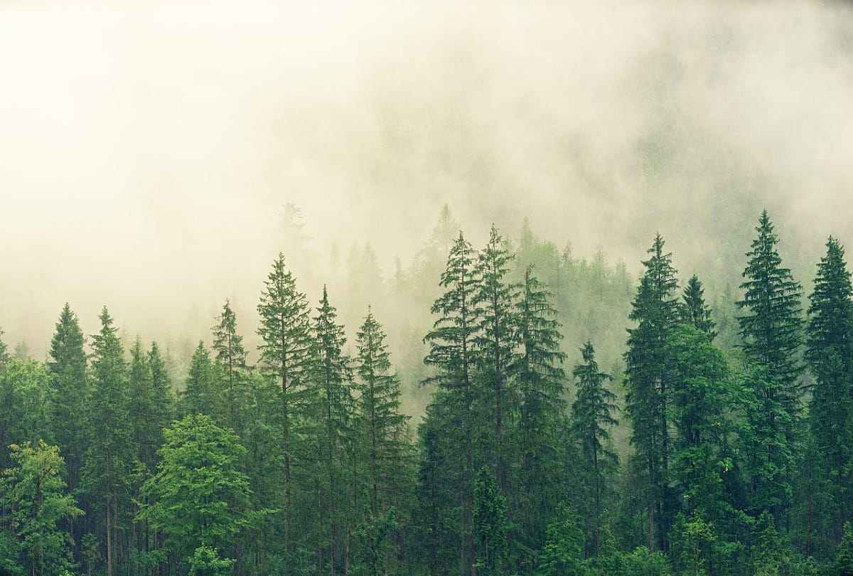 76 year old woman plants more than 500 trees in Uttarakhand