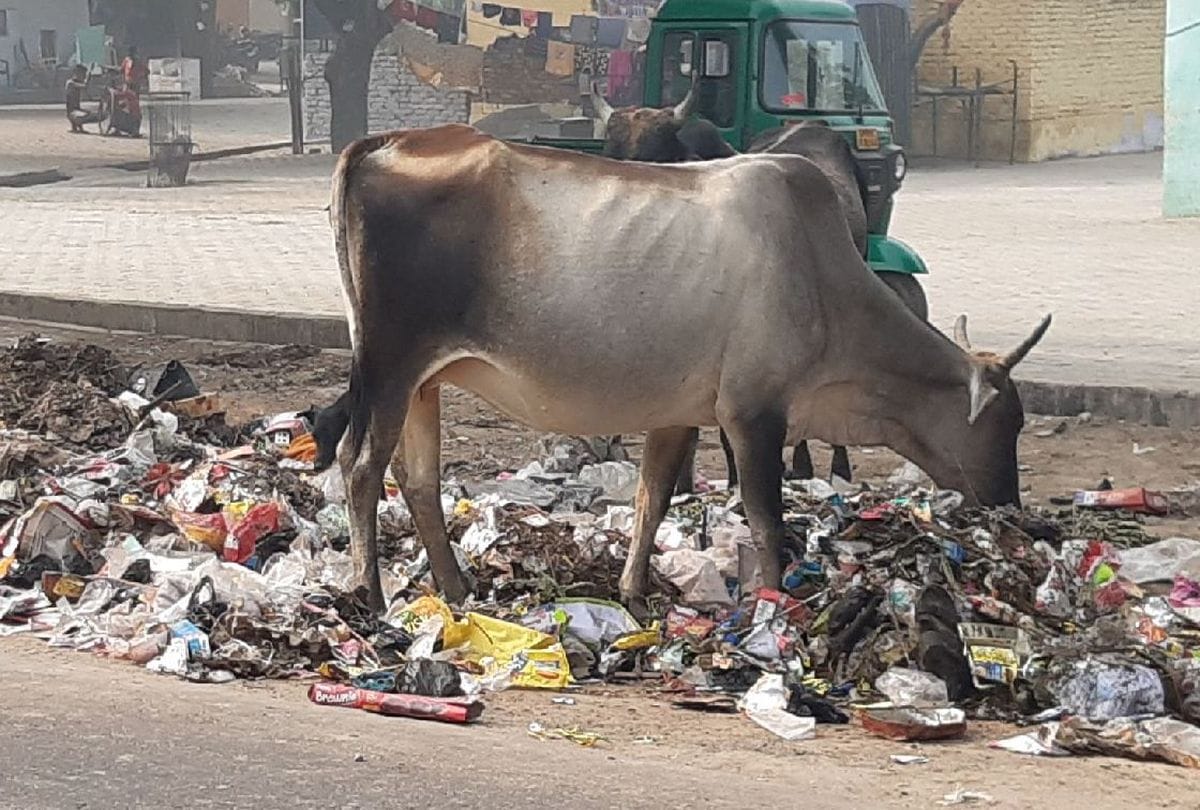 Cow sanctuary to be built in Badaun and Pilibhit, CNG to be made from cow dung in Bareilly