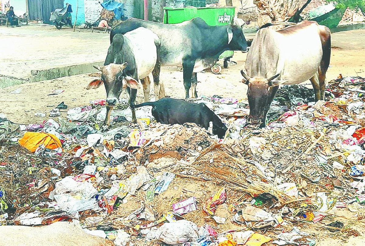 gopastami 2019 cows are not getting fodder in Mathura