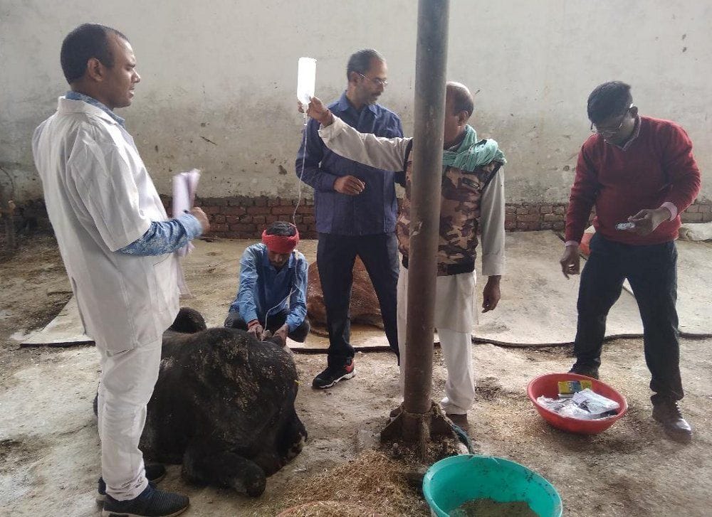 six cows dead in Madhvaliya Gosadan