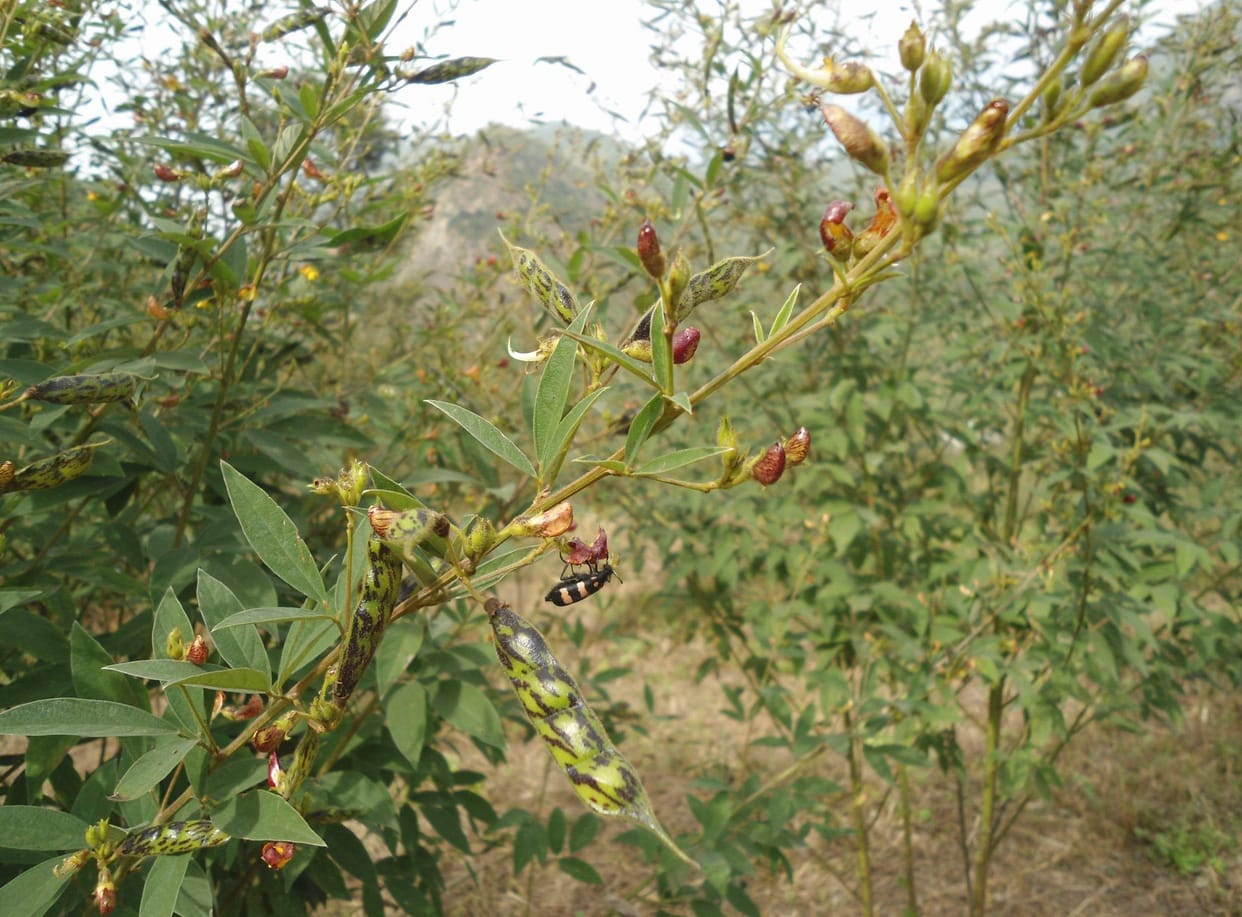 Nepalese-grown vegetable boom in local markets amidst panic of monkeys and pigs
