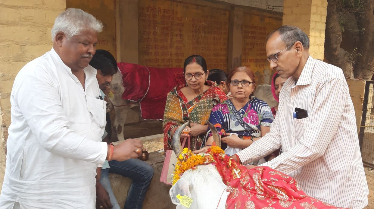 Pledged to protect cow mother