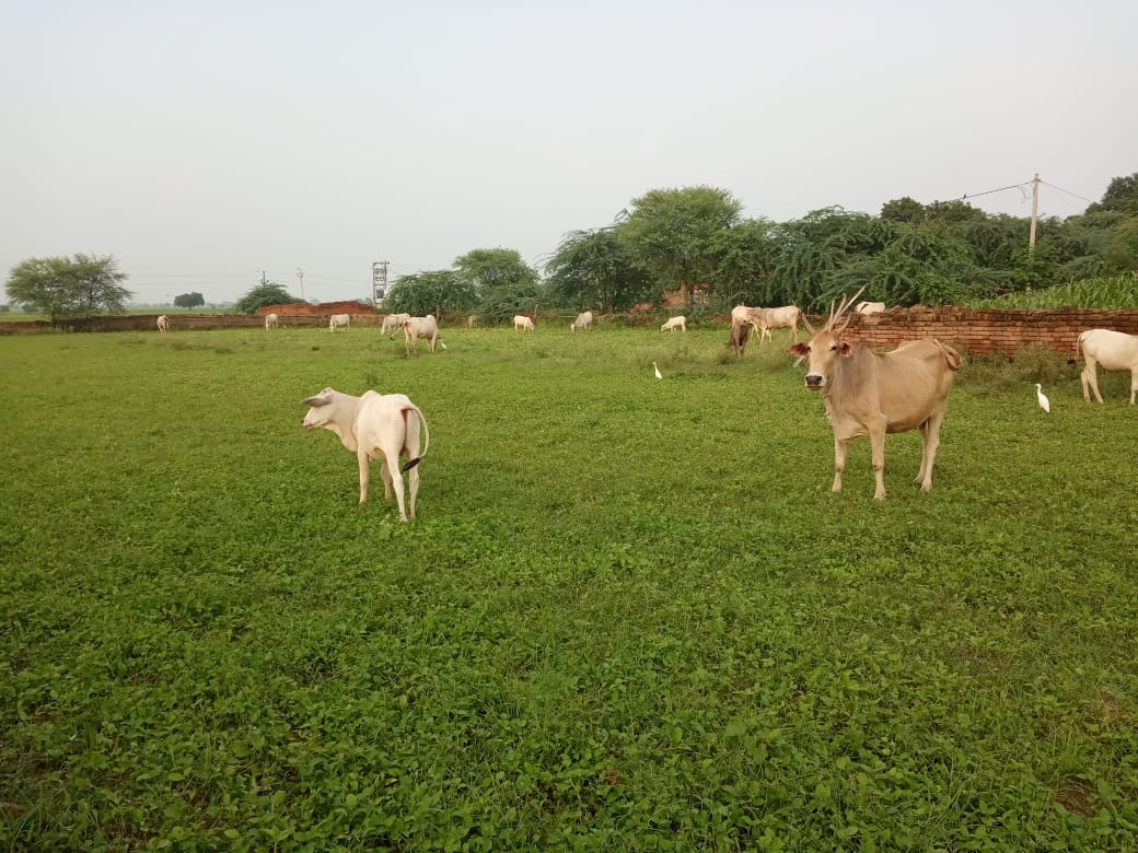 Inaction of administration's promises and efforts, Anna cattle dominate