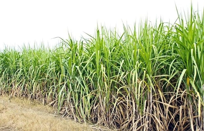 600 bigha crop standing on government land will be auctioned