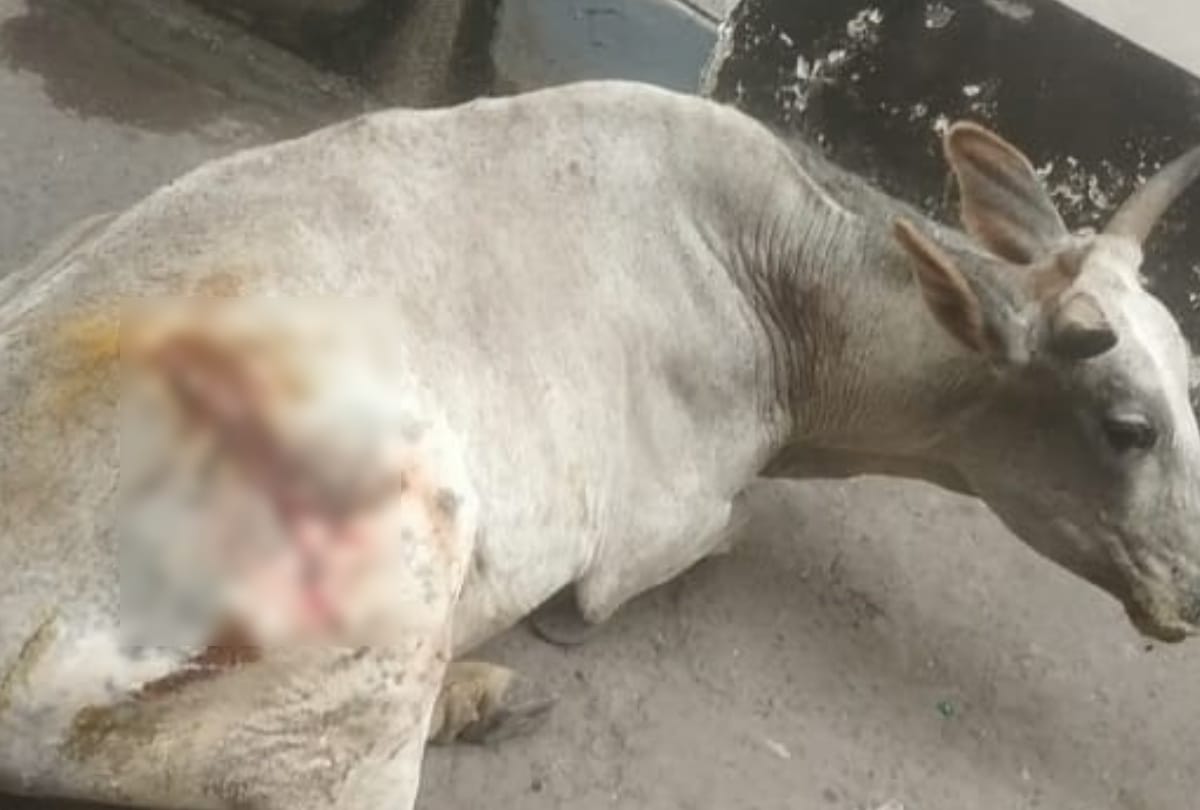 cow injured in Aligarh two arrested one suspect is brother of former councilor