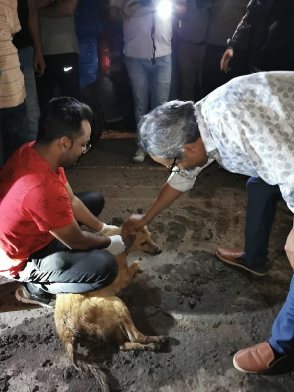Railway team rescues a bitch and her two newborns safely after six hours rescue operation