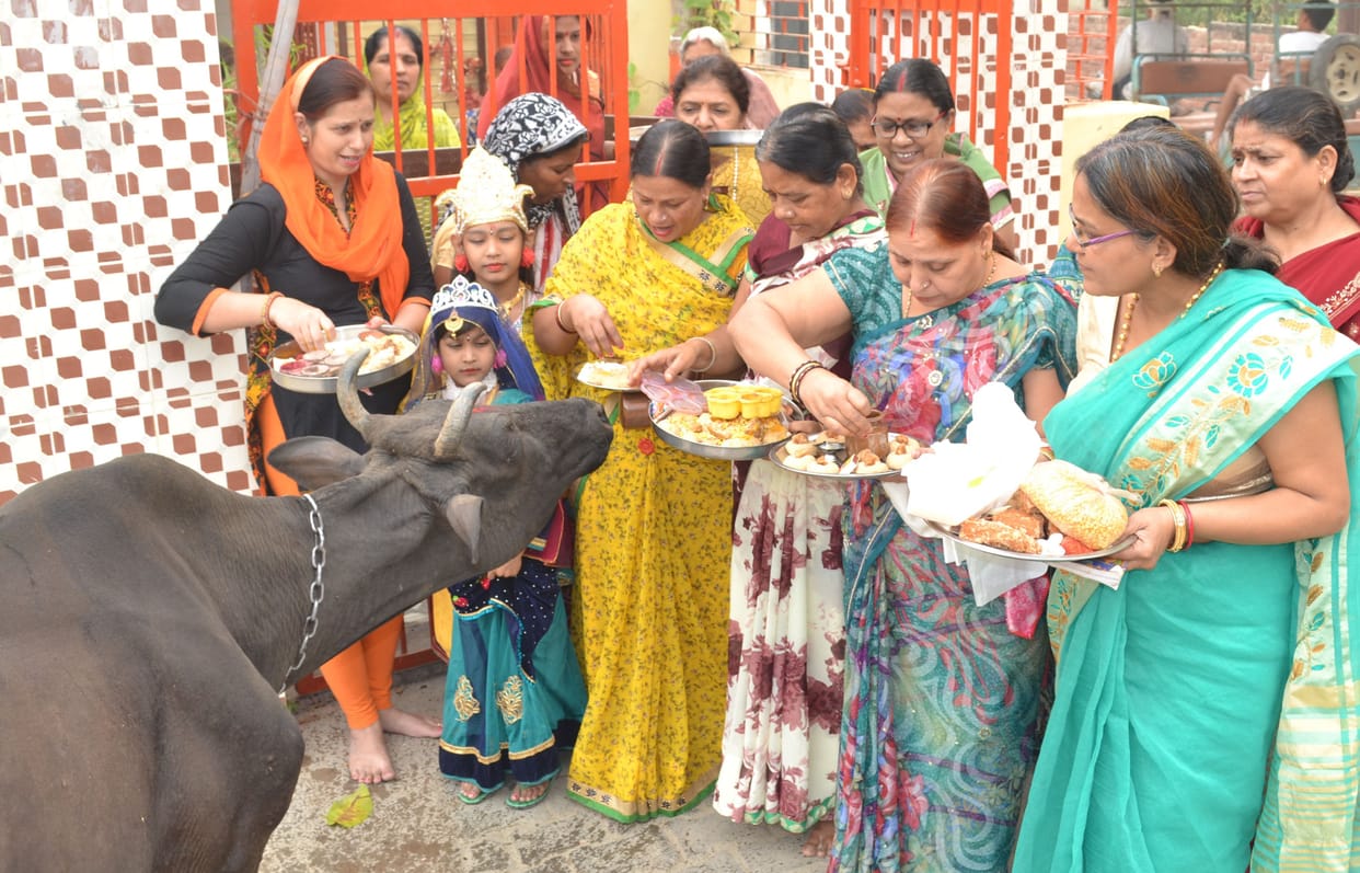 gopashtami, cow, worship in etah-kasganj