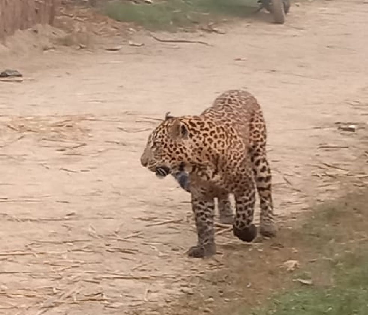 The injured leopard reached Katarnia, imprisoned