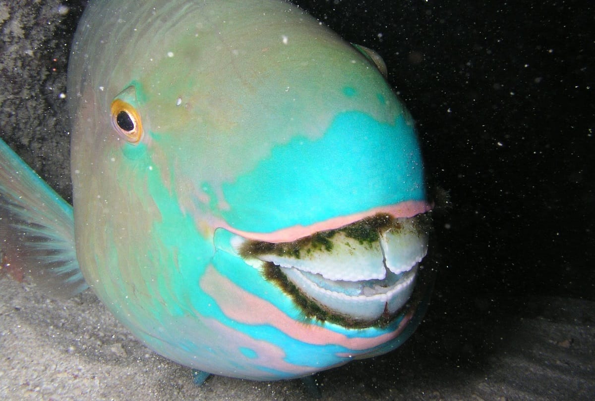 Parrot fish prepared white sand beaches in the world