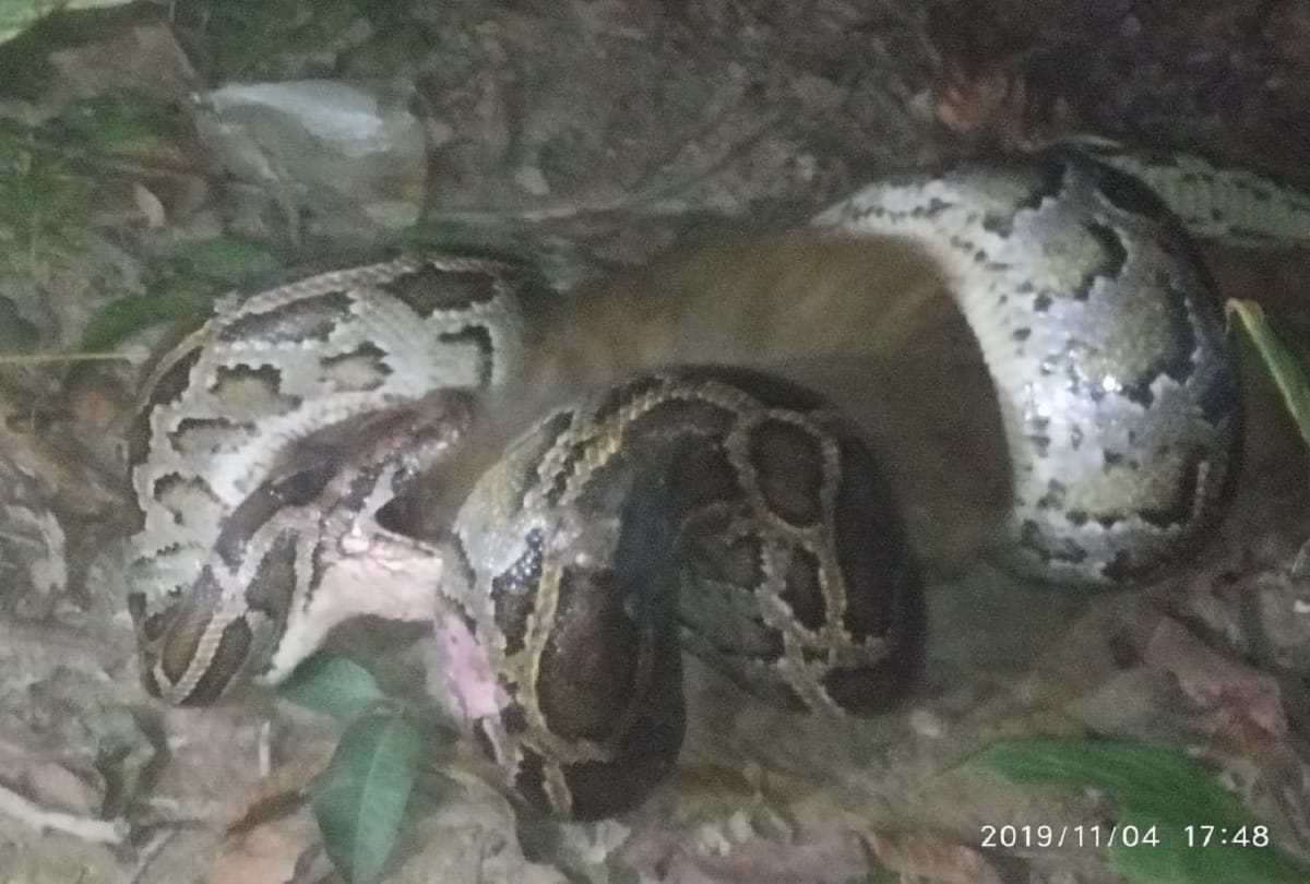 Python swallows monkey baby in maharajganj