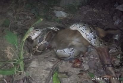 Python swallows monkey baby in maharajganj