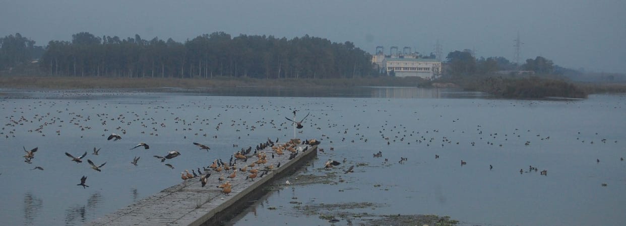 Air Pollution in Haryana Dangerous for Birds visit from other countries