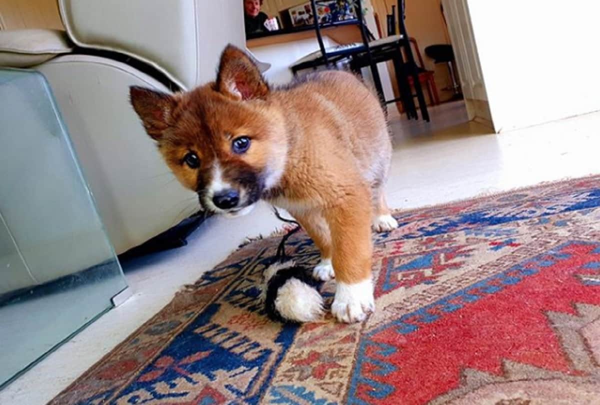 Stray Dog took a DNA Test and it turns out he is endangered Australian Dingo
